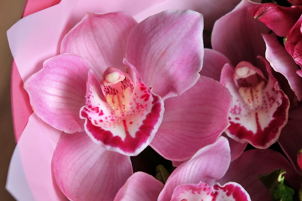 Розовое счастье