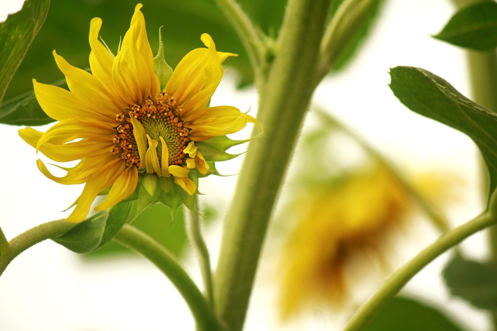 Photograph by hasan sorena jouri