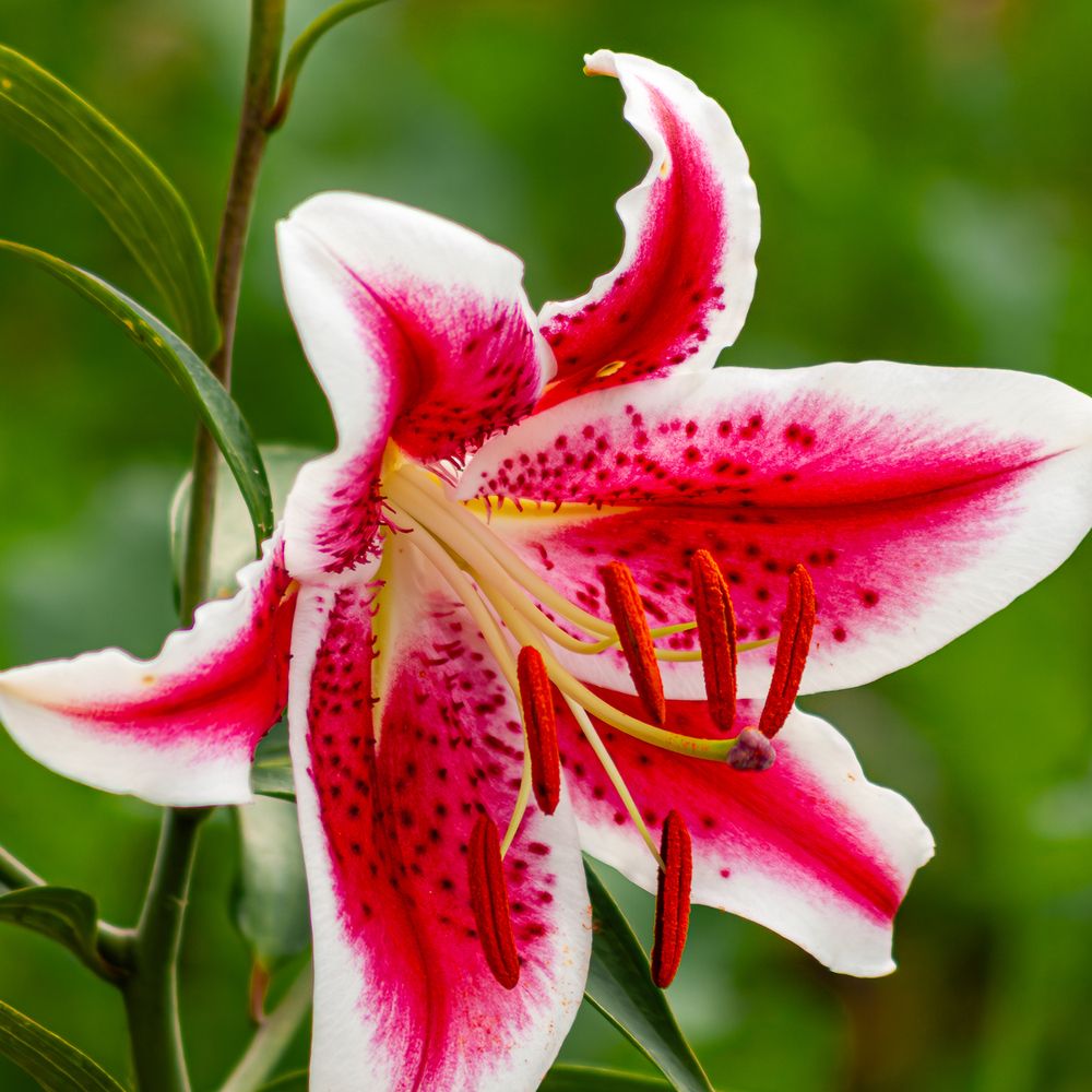 Photograph by Grigoriy