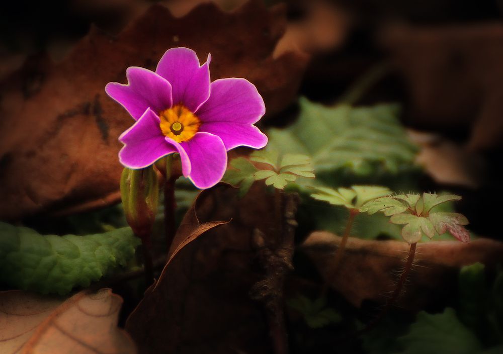 Photograph by hasan sorena jouri