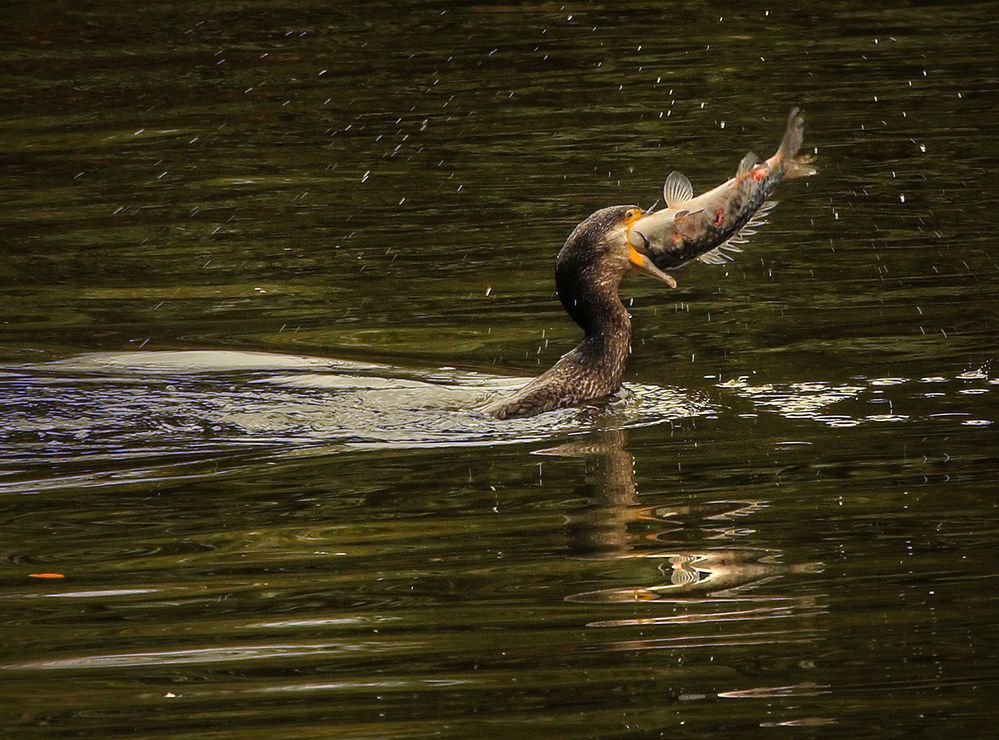 Photograph by hasan sorena jouri