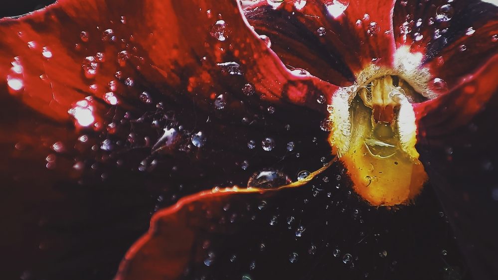 Photograph by Жанна Калашникова