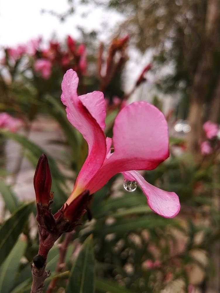 Photograph by Azzeddine Memmou