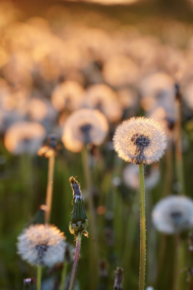 Photograph by Марина Аникина