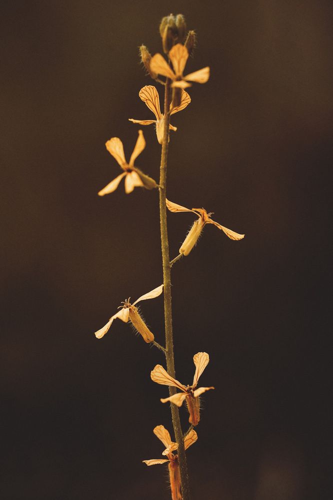 Photograph by Марина Аникина