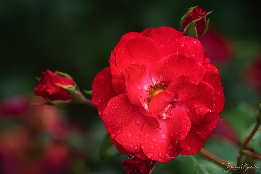 Photograph by Budyta Dariusz