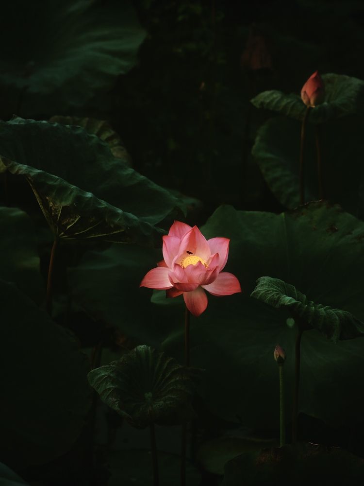 Photograph by Thịnh Nguyễn