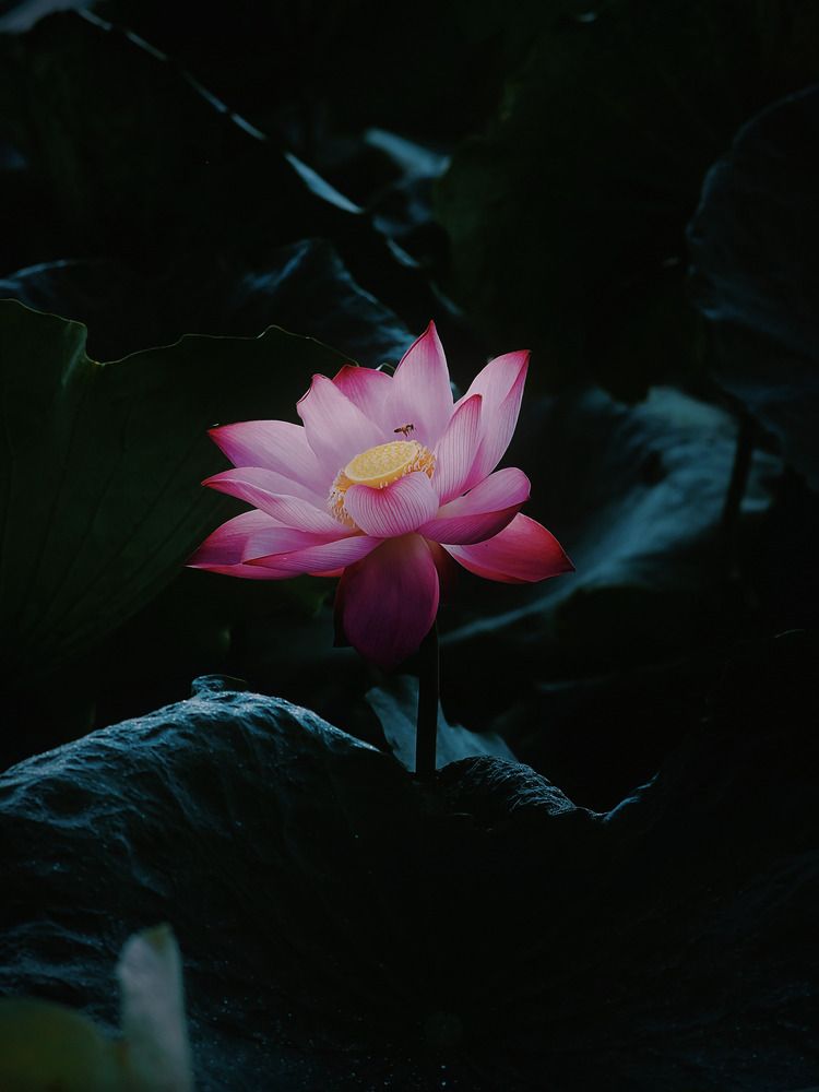 Photograph by Thịnh Nguyễn