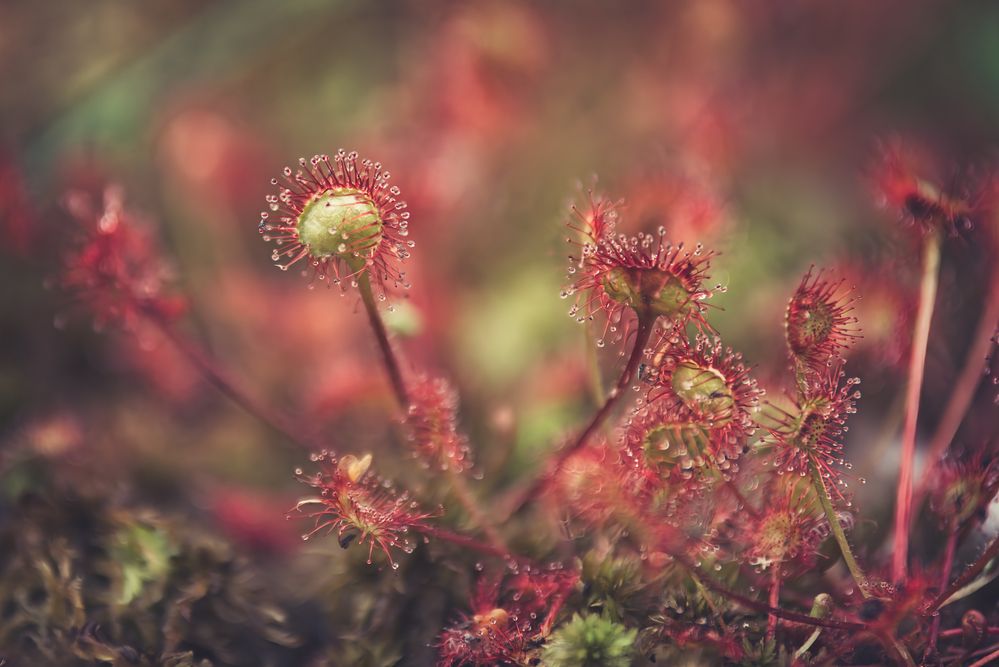 Photograph by Budyta Dariusz