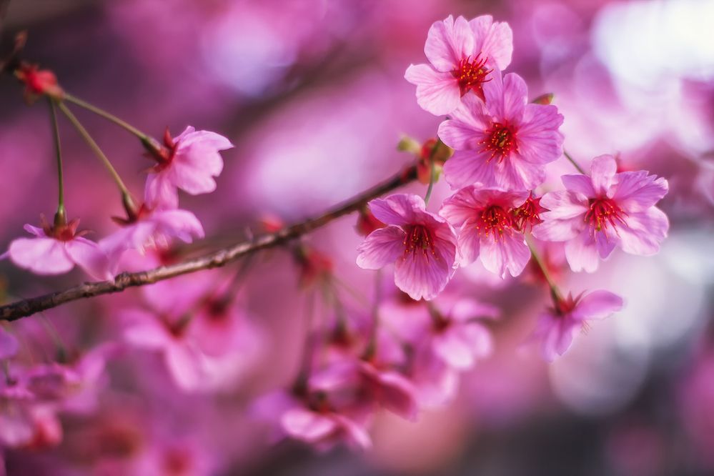 Photograph by Lana Soldatova