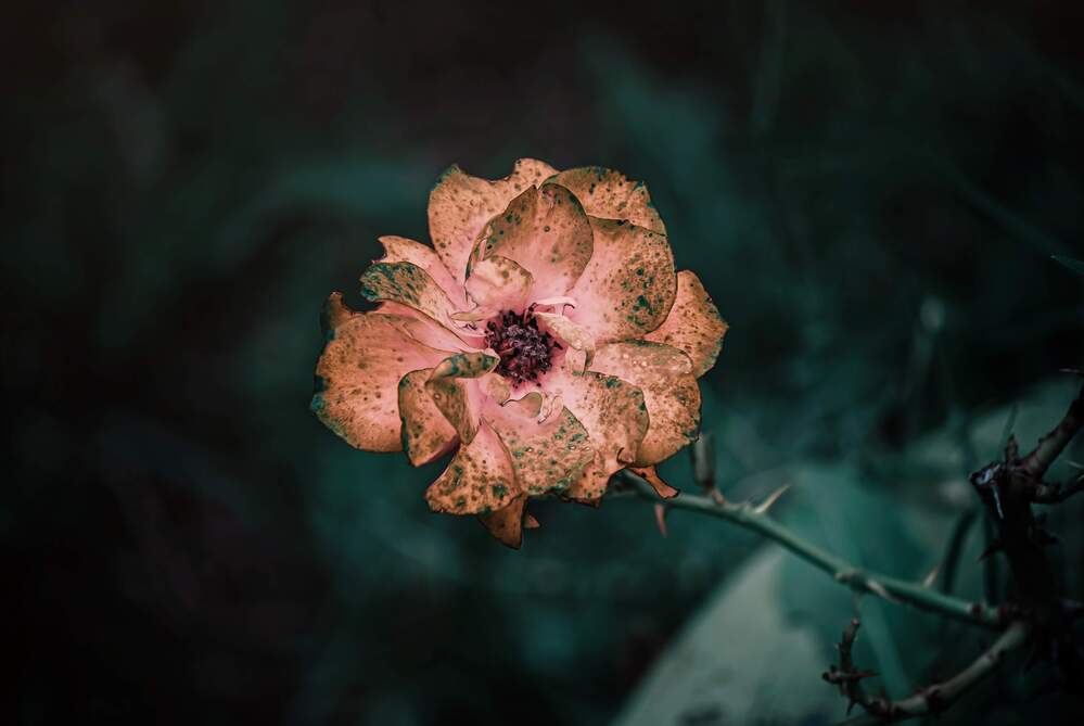 Photograph by Silvina Sánchez