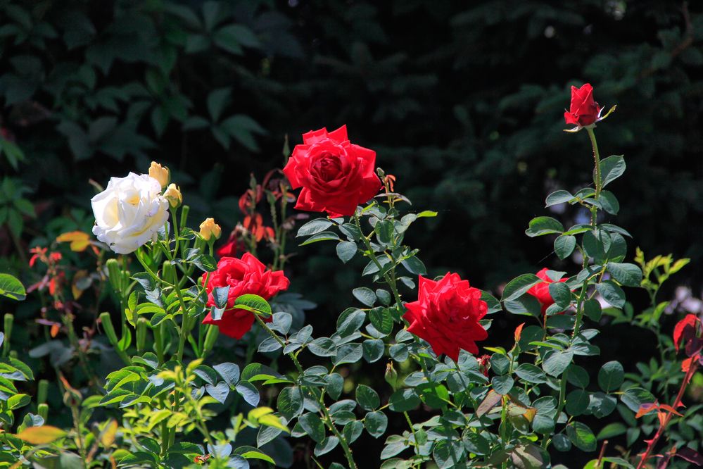 Фотография автора Наталия Мащенко