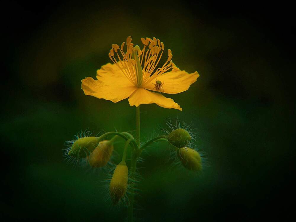 Чистотел и паучок.