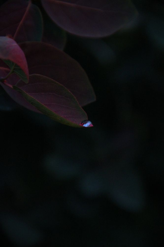 Фотография автора Эльза Завьялова