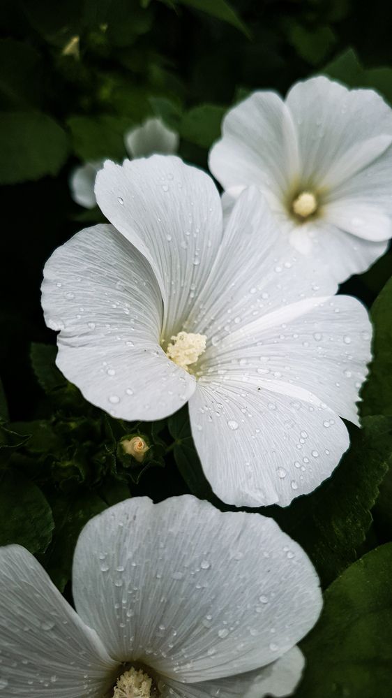 Photograph by Дарья Целуйко