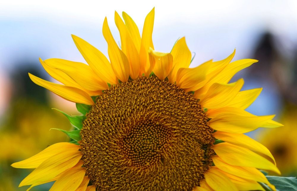 Photograph by Марина Мирошникова