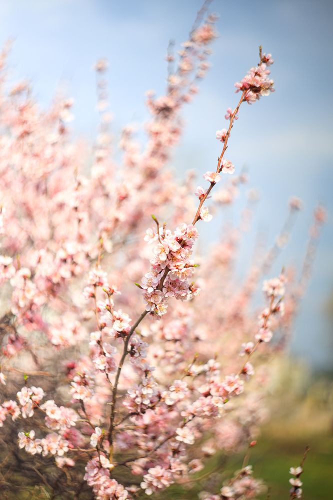 Photograph by Дарья Целуйко