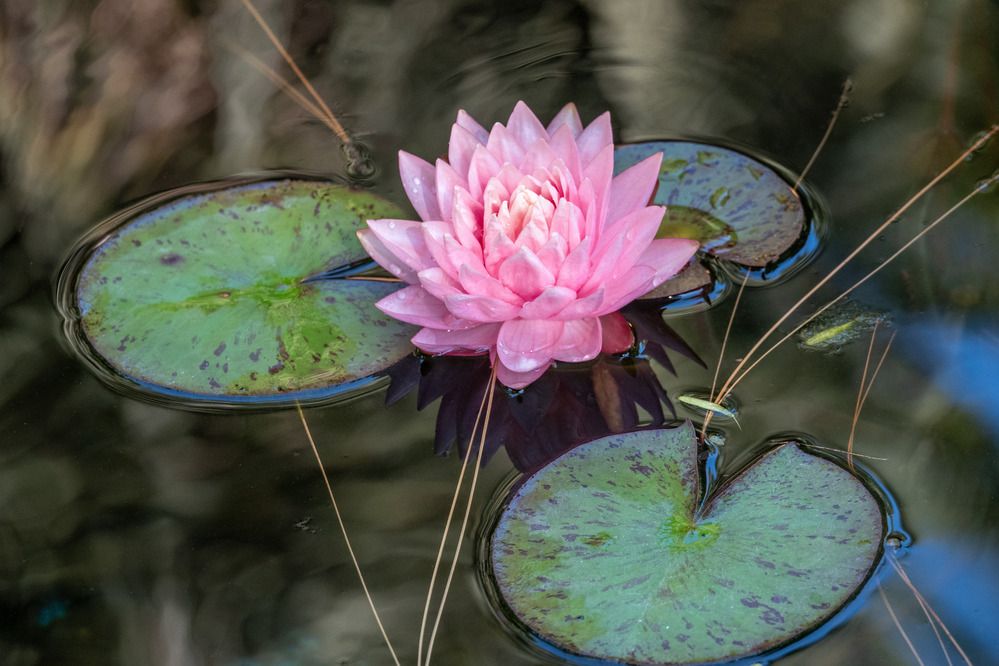 Photograph by Анатолий Костерев