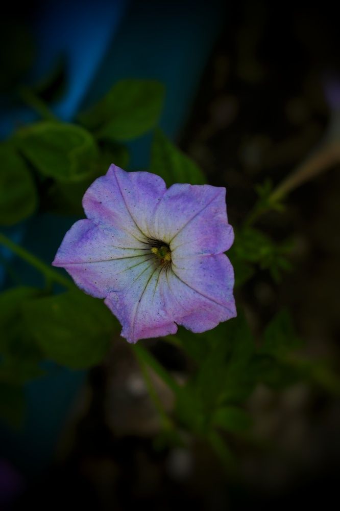 Whispers in Violet