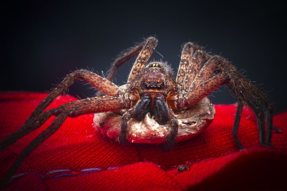 Photograph by NeCoTi ChonTin