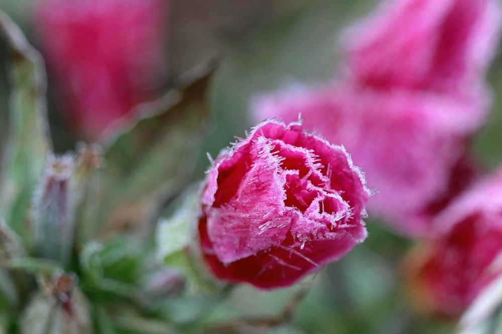 Photograph by Галина Мазур