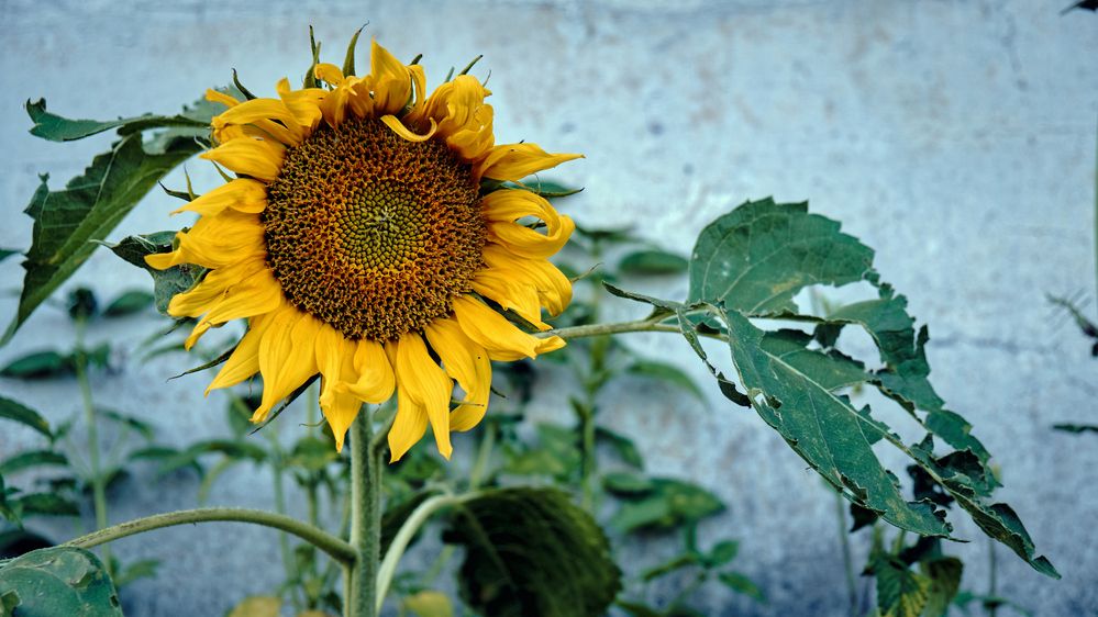 Photograph by Никита Максимов