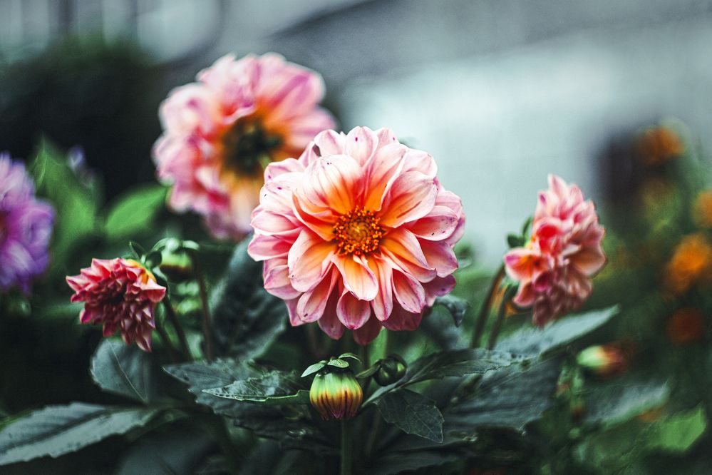 Photograph by Никита Максимов