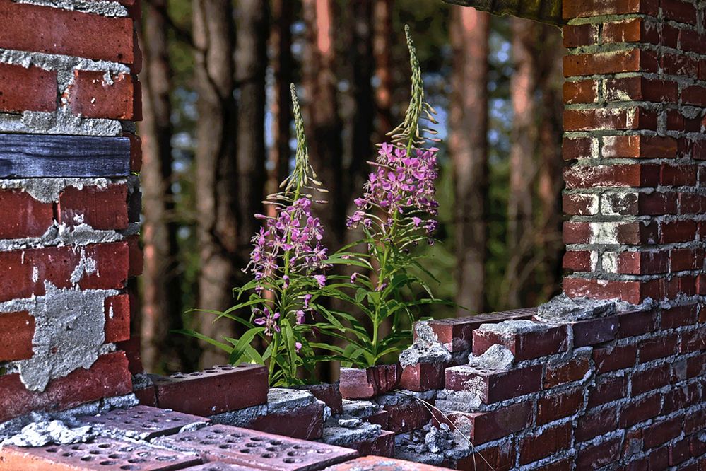 Photograph by Ирина Александрович