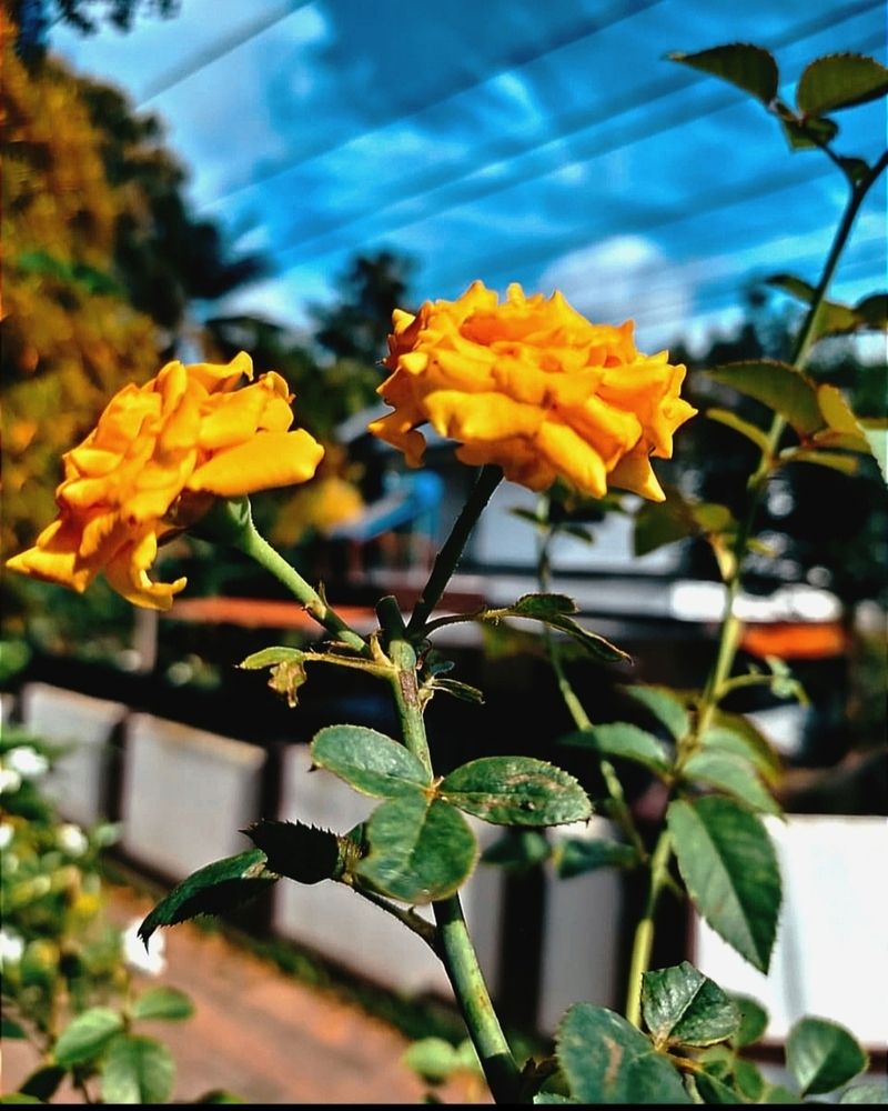 Photograph by Hassana Beegam