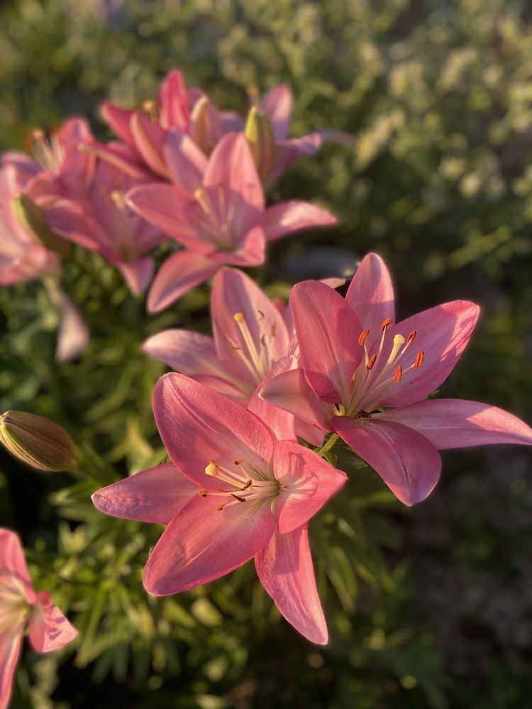 Photograph by Наталья Душакова