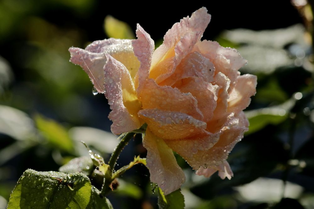 Photograph by Александр Велигура