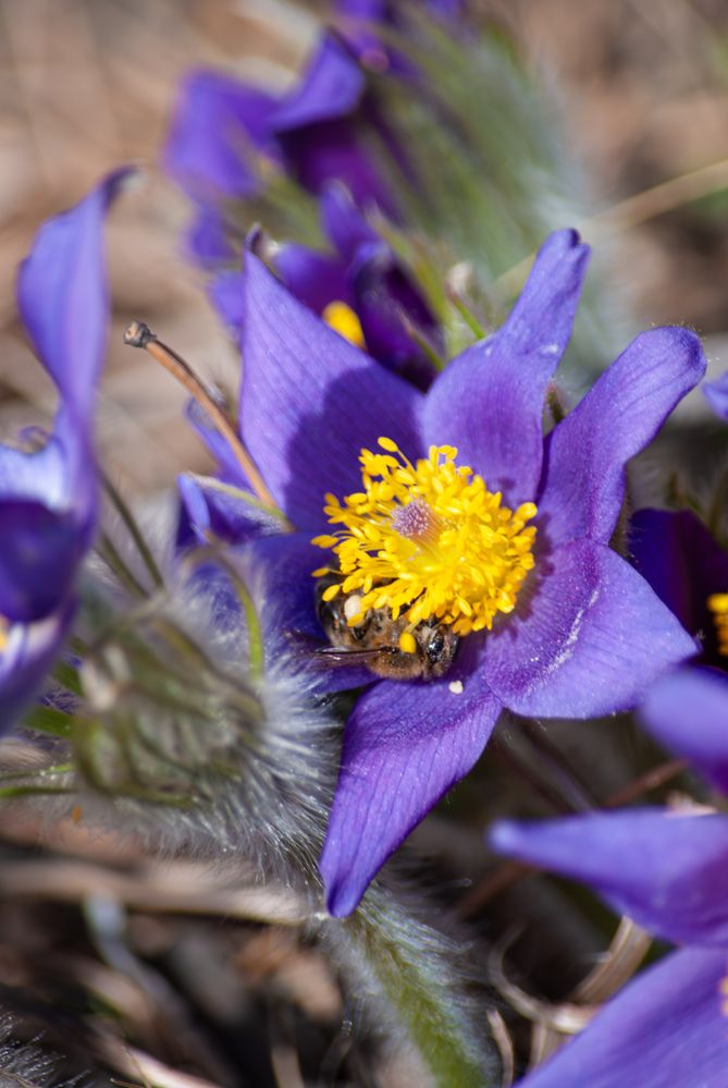 Фотография автора Виктория Астахова