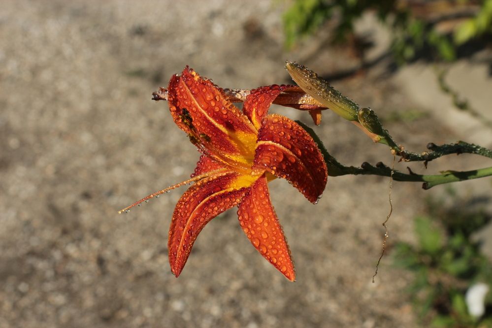 Photograph by Александр Велигура