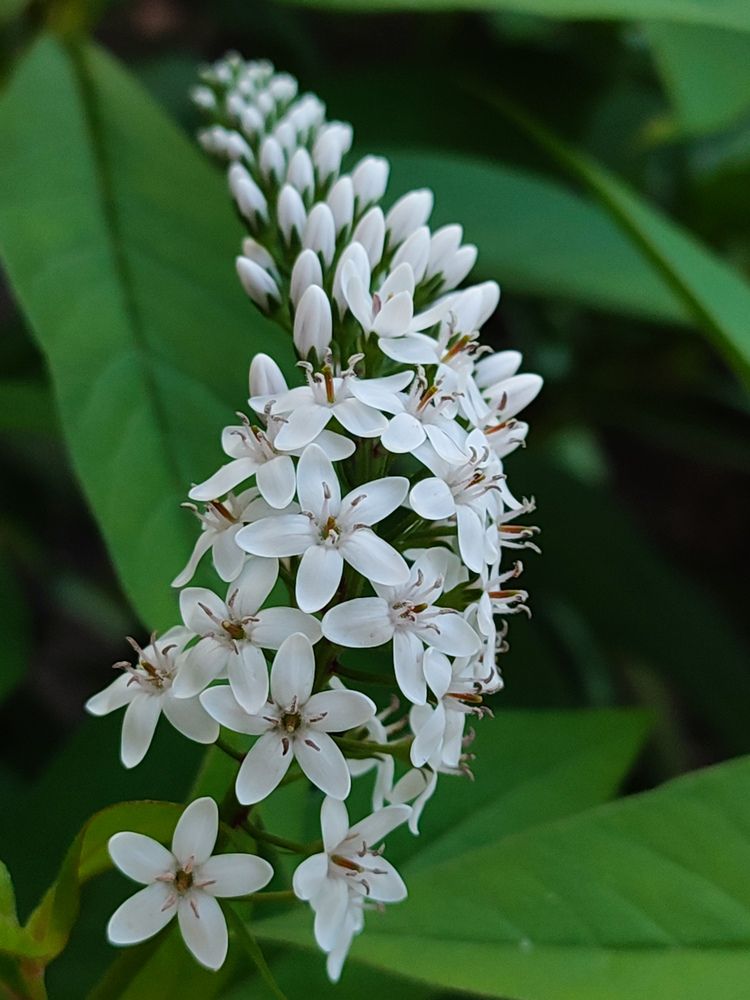 Чарующий Вербейник.