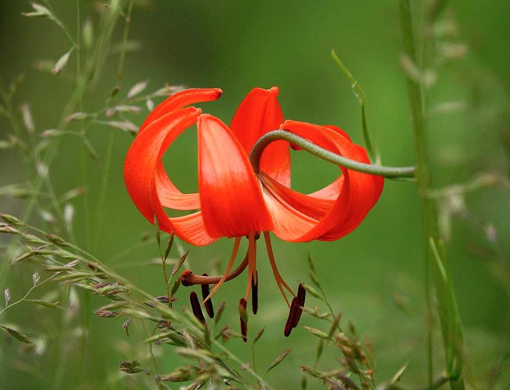 Лилия кудреватая.