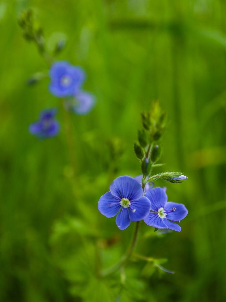 Photograph by Ирина Корабельникова