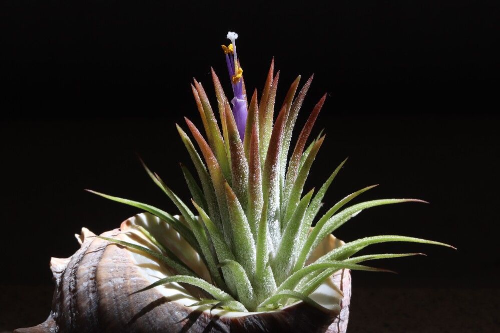 Photograph by Se Lena