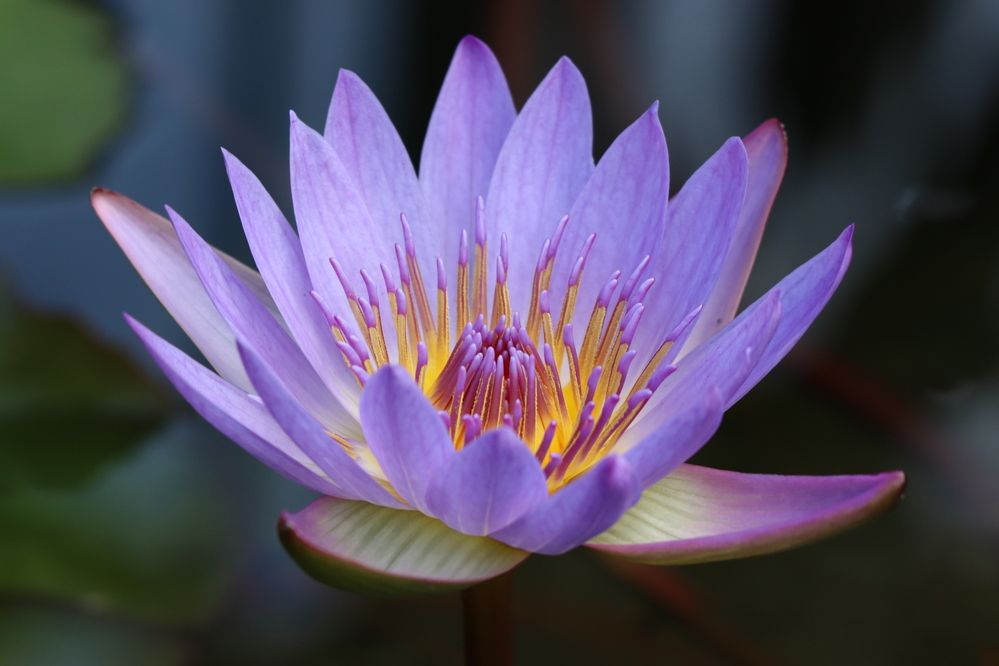 Photograph by Se Lena