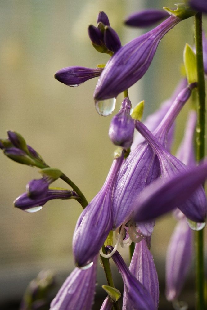 Фотография автора Анастасия Мешкова