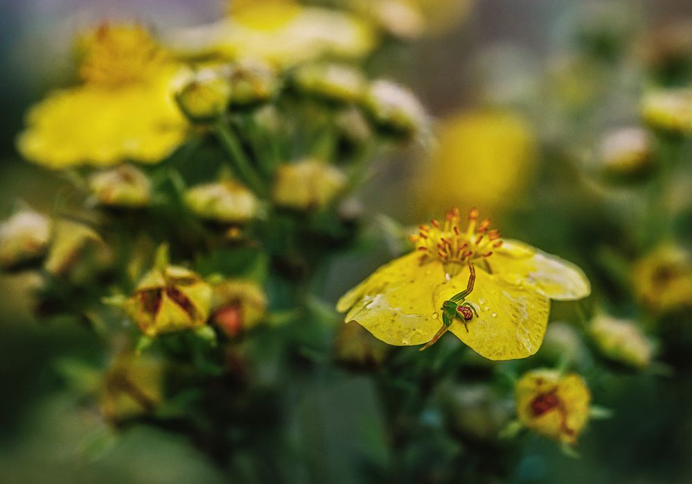 Photograph by Алексей Широбоков