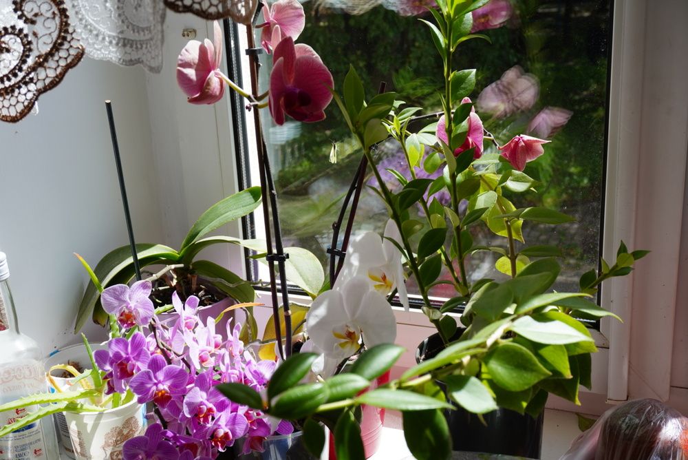 Фотография автора Анастасия Мешкова