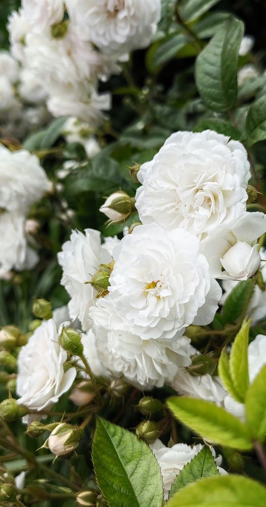 Фотография автора НАТАЛЬЯ СЕВЕР