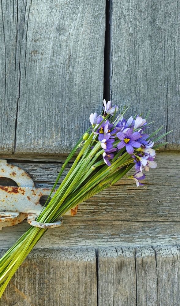 Фотография автора НАТАЛЬЯ СЕВЕР