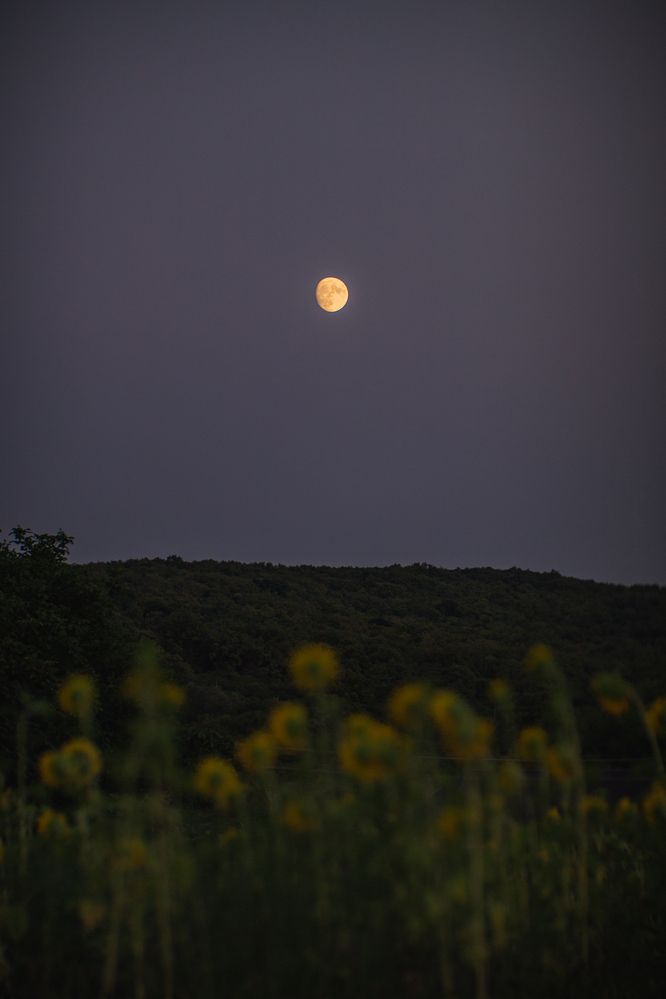 Photograph by Филипп Бабенко