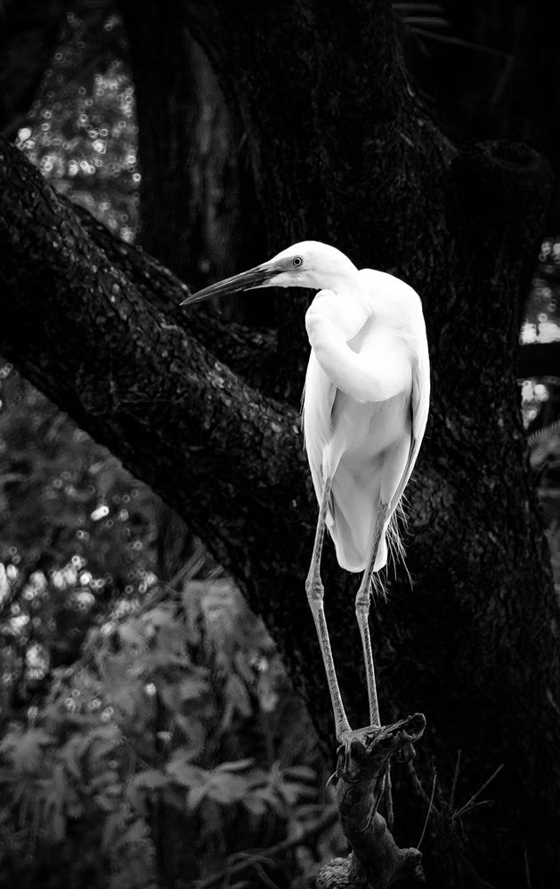 Featherd light