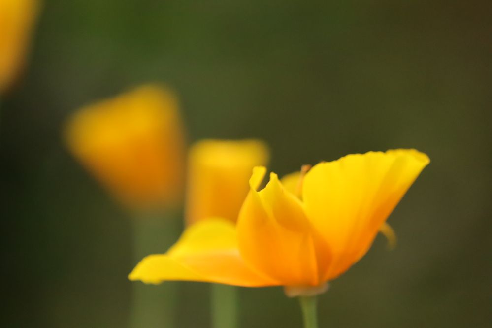 Photograph by Екатерина Александровна