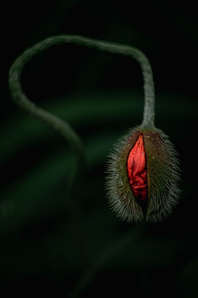 Photograph by Anna Shchurok