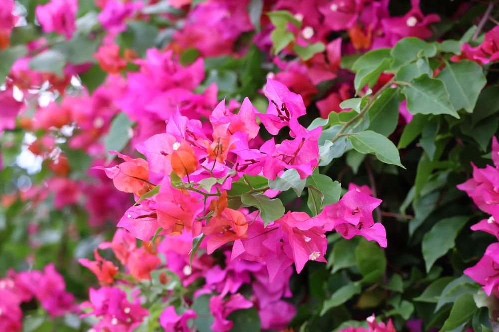 Photograph by DH33RAJ RAJ3SH