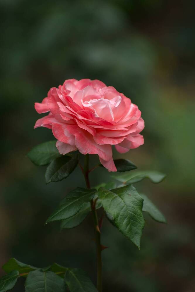 Photograph by Галина Григорьева