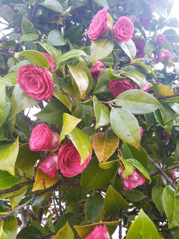 Фотография автора Анатолий Дячина